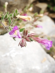 Chaenorhinum origanifolium origanifolium