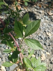 Polanisia dodecandra trachysperma