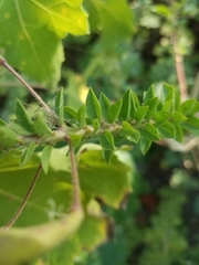 Polanisia dodecandra trachysperma