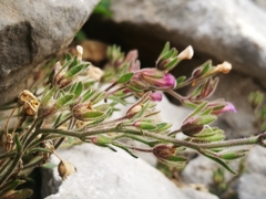Chaenorhinum origanifolium origanifolium