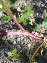 Polanisia dodecandra trachysperma