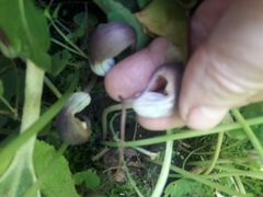 Arisarum proboscideum