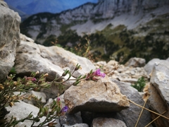 Chaenorhinum origanifolium origanifolium