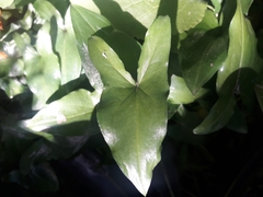 Arisarum proboscideum