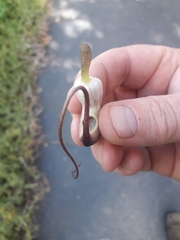 Arisarum proboscideum