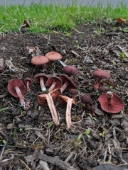 Tubaria vinicolor