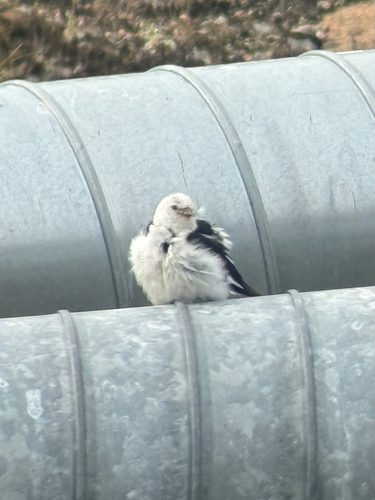 Snow Bunting (Plectrophenax nivalis)