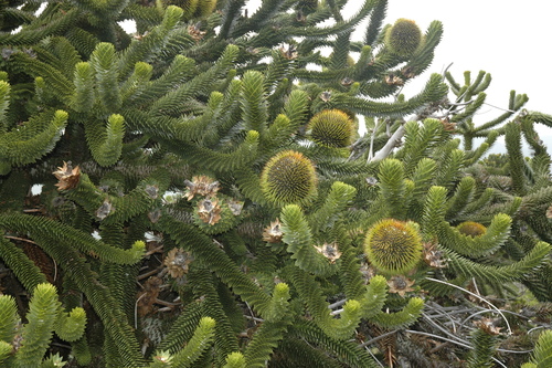 monkey-puzzle
