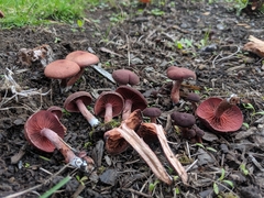Tubaria vinicolor