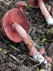 Tubaria vinicolor