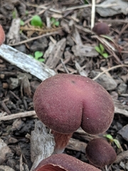 Tubaria vinicolor