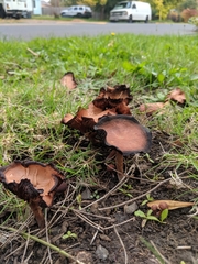 Tubaria vinicolor