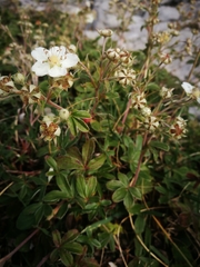 Potentilla alchimilloides