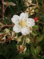 Potentilla alchimilloides