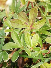 Potentilla alchimilloides