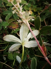 Potentilla alchimilloides