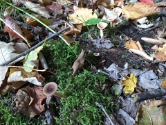 Lactarius griseus