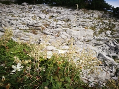 Potentilla alchimilloides