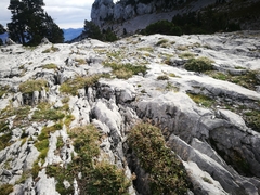 Potentilla alchimilloides