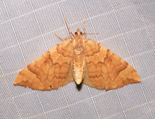 Currant Eulithis Moth photo 4