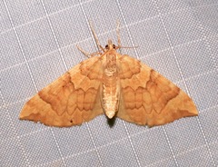 Eulithis propulsata