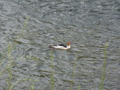 Mergus merganser