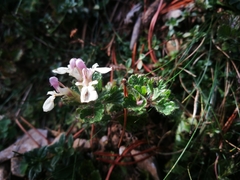Teucrium pyrenaicum