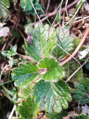 Teucrium pyrenaicum