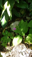 Pseuderanthemum alatum