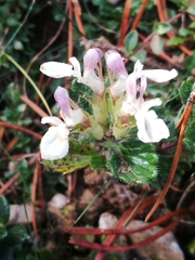 Teucrium pyrenaicum