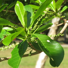 Terminalia microcarpa