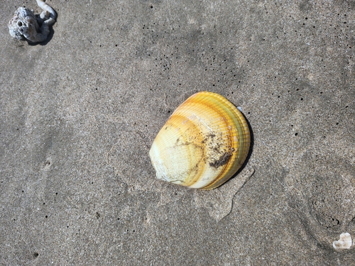 Laevicardium elatum observed 2025-07-15