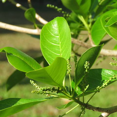 Terminalia microcarpa
