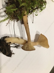 Lactarius griseus