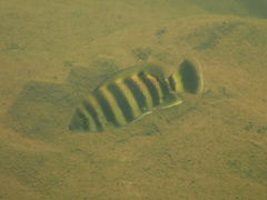 Heterotilapia buettikoferi