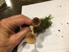 Lactarius griseus