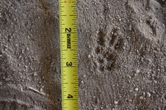 Otospermophilus beecheyi
