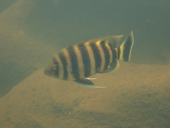 Heterotilapia buettikoferi