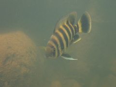 Heterotilapia buettikoferi