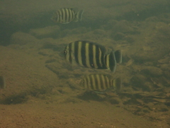 Heterotilapia buettikoferi