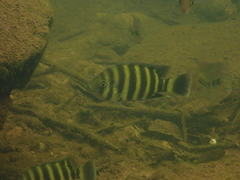 Heterotilapia buettikoferi
