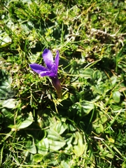 Gentianopsis ciliata ciliata