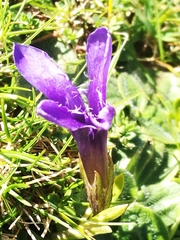 Gentianopsis ciliata ciliata