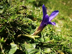Gentianopsis ciliata ciliata
