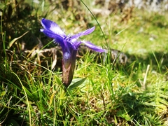Gentianopsis ciliata ciliata