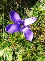 Gentianopsis ciliata ciliata
