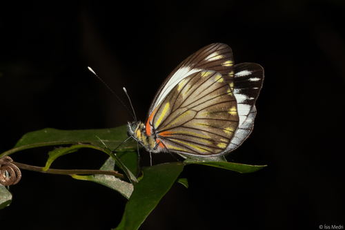 Pieriballia viardi molione