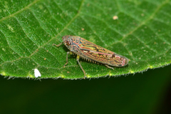 Graphocephala edwardsii