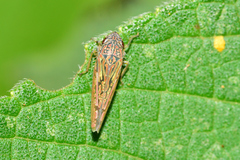 Graphocephala edwardsii