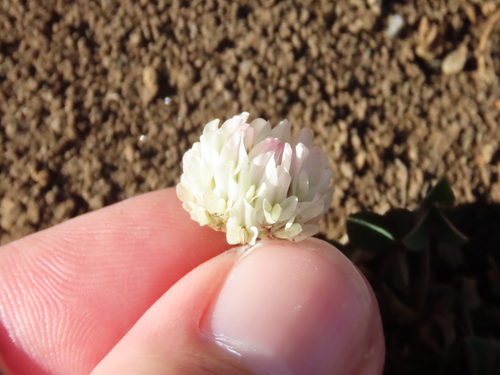 Trifolium repens observed 2024-06-13